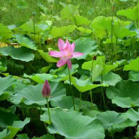 ハスの花盛り　農業センター　2025/07/12（鹿児島）