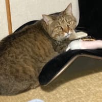 セルフブラッシング
