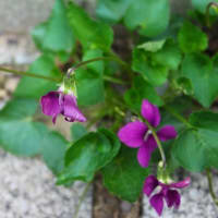 春、庭の紫いろの花、2024