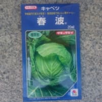 非常に美味しい春キャベツ栽培
