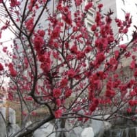 北京の春の風物詩