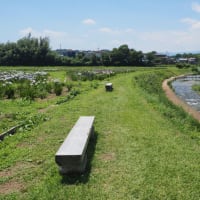 ときがわ花菖蒲園