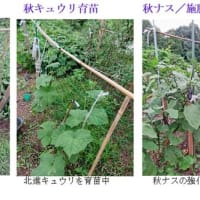 秋野菜の準備＿５（畝整備、除草等）　－ 2024.9上 －