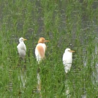 見つけたアマサギ