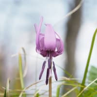 見頃を迎えた水林自然林に咲くスプリングエフェメラル...春の妖精と呼ばれる花々（2024.4.7）