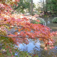 楽寿園の紅葉
