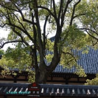 【京都幕間旅情】東寺,日常の中に非日常の国際報道を思い浮かべて