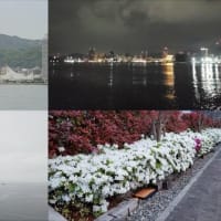 昨日，今朝の風景　神戸港／昼下がり，夜明け前，日の出せず，ツツジ満開