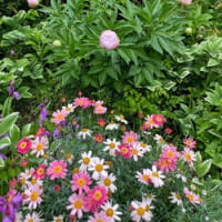 ４月後半から５月を彩る花たち　ナニワイバラ～羽衣ジャスミン・寄せ植え・芍薬の復活～～