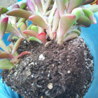 ハルオチアの緊急植え替えです