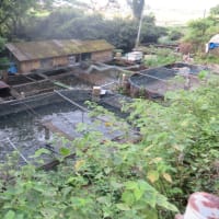 朝の散歩（2025/7/7）・・・姶良市加治木町宇曽ノ木川上流方面