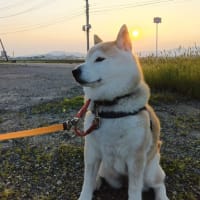 元気です。