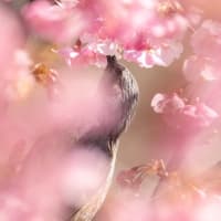 河津桜とヒヨドリ／群馬