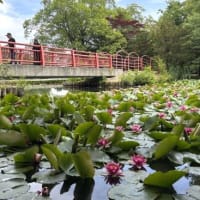 八郎沼をピンクに染める  “スイレン” の花 ．．．