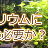 イモリウムの植物：イモリウムとイモリの飼育方法2020年5月1日