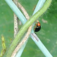 ムネアカオオクロテントウ　捕食