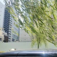 ヤナギルリハムシ被害