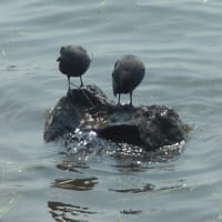 江津湖畔を歩く