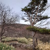 湯ノ丸高原にきました。