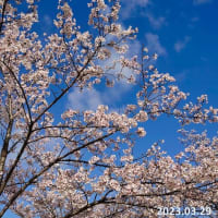 山陰の桜NO9　湊山公園　3月29日
