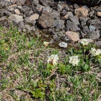 今年の高山植物など。