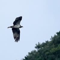 10/03探鳥記録写真　五島：大瀬崎への鳥見行-4(マミジロ、エゾビタキ、ヤマガラ、ミサゴ、）