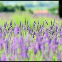 「信州国際音楽村公園」の ラベンダ－畑