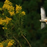 秋の　アカアシチョウゲンボウ