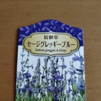 My　garden【セージグレッギーブルー】宿根草