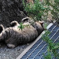 7月４日