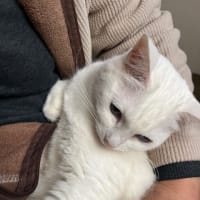 今日は猫の日〜！