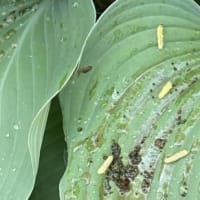 毛虫に食い尽くされた山ぶどう
