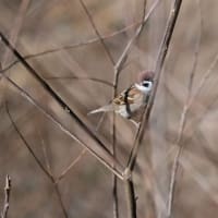 身近の野鳥撮りに挑戦