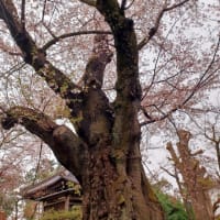 豪徳寺の桜と招き猫