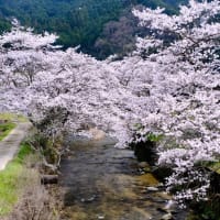 桜とランドセル-奈良県奈良市：柳生町