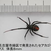 セアカゴケグモの生息が宮城県でも確認される