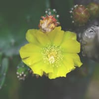 梅雨の合間に サボテンの花 わっ～綺麗！