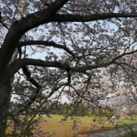見沼代用水桜ラン