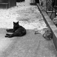 monochrome
