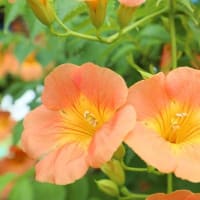 庄内緑地公園　今年のハスの花とバラ＆ノーゼンカズラ他