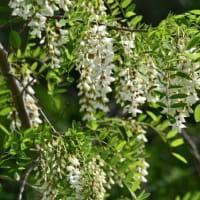 フジとニセアカシアの花