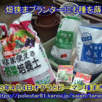 生まれ来るカルガモ期待浜ノ池