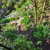 自己流ガーデニング・・5月の18坪の庭