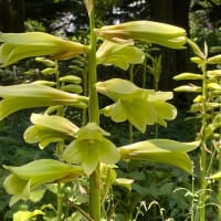 オオウバユリ　　～　　豊平公園