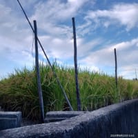 今日の空（２３８）