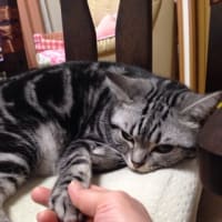 ネコが好き