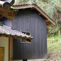 愛媛県今治市、菊間町川上「天一神社のクスノキ」（市指定）です！！
