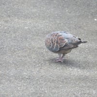朝焼け