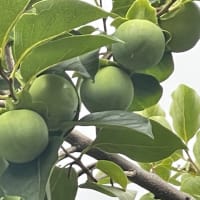 青柿