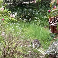 セントポーリアは咲きやまない&野良猫ちゃん